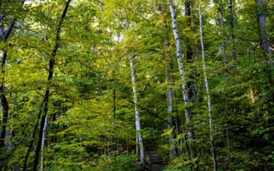 AEROBIC TRAINIG FOR WELLNESS